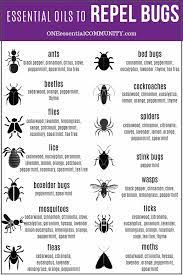 Peppermint is a hybrid mint, a cross between two types of mint water mint mentha aquatica and spearmint mentha spicata l. also known as mentha piperita. Top 10 Essential Oils That Repel Bugs Bug Spray Recipe Diffuser Blends And More Diy Recipes To Naturally Keep Bugs Away One Essential Community