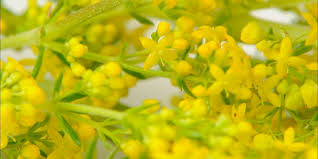 La 24 iunie, crestinii praznuiesc nasterea sfantului ioan botezatorul, cunoscuta in calendarul popular sub denumirea de. Sanziene PoveÈti Despre Iele Rusalii Zane Èi DrÄgaice