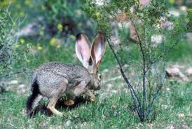 tree trunk protection from rabbits