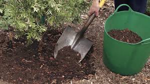 What are gymnosperms and angiosperms? Choosing And Planting A Conifer Finegardening