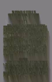 Image result for Eriocaulon bongense