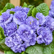 Image result for Primula