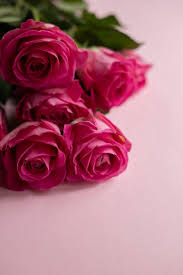 We've gathered more than 5 million images uploaded by our users and sorted them by the most popular ones. 20 000 Best Pink Roses Photos 100 Free Download Pexels Stock Photos