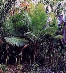 Image result for Viscum hildebrandtii