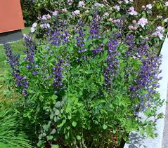 A native north american wildflower, false indigo is an excellent choice for sunny gardens all over the continent. Blaue Farberhulse Baptisia Australis Gunstig Online Kaufen