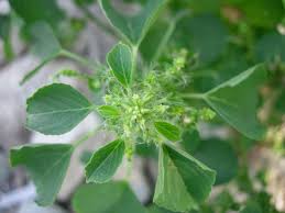 Image result for Acalypha lanceolata