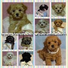 These affectionate and loyal maltipoo puppies are a cross between a maltese and a miniature looking at the size of the parents will often give you a good idea of the size your maltipoo puppy. Maltipoo Breeders