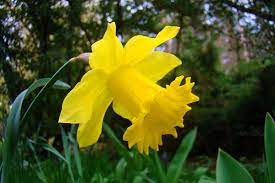 I fiori gialli sono fiori gialli simili al narciso from www.tuttogreen.it. Narciso Trombone Narcissus Pseudonarcissus Curiosita Coltivazione