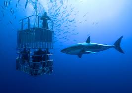 Maybe you would like to learn more about one of these? Shark Diving Isn T As Scary An Activity As You Think