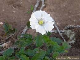 Image result for Monsonia senegalensis