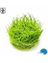 Image result for Eleocharis minuta