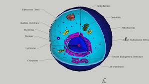 3dwarehouse Sketchup Com Recent 3d Model Of Animal Cell Nuclear Membrane Cell Membrane Animal Cell