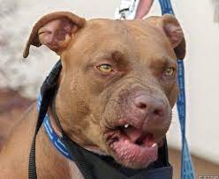 What Makes An Animal Dangerous The Nature V Nurture Debate In Dogs Bbc News