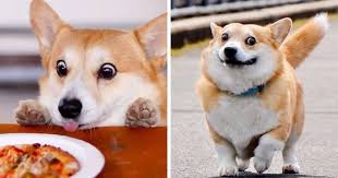 What makes a dog make a funny face? Meet Gen A Corgi From Japan Whose Facial Expressions Can Instantly Make Your Day 30 Pics Bored Panda