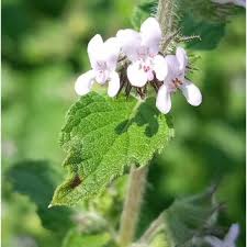 Image result for Mesosphaerum