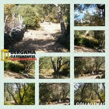 Izmir Bergama Gocbeyli Camoba Da Satilik Etrafi Cevrili Koye 300 Mt Dere Ve Orman Kenari 250 Yas Uzeri Zeytin Agaclari Olan Zeytinlik Hobi Bahcesi 850 M2 2020 Zeytin Agaci Ormanlar Zeytin