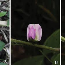 Image result for Dolichos sericeus