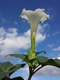 Image result for durman obecný plod