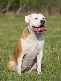 Our dog breeder directory is the ultimate source of listings for american bulldog breeders in the north america. Bulldog Breeds Which Types Make The Very Best Pets