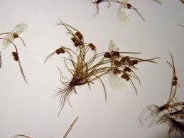 Image result for Lipocarpha