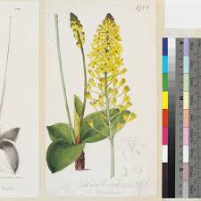 Image result for Eriospermum mackenii