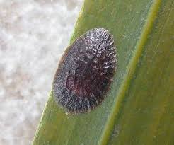 Image result for puklice