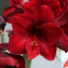 Image result for Hippeastrum