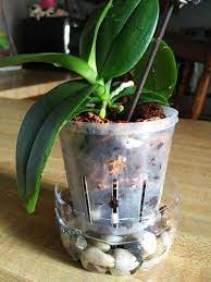 New Roots On Mini Orchid Growing Great Growing Orchids Repotting Orchids Orchid Plant Care