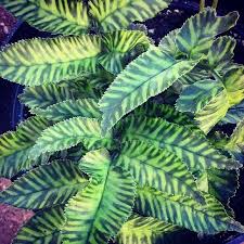 Image result for Coniogramme africana