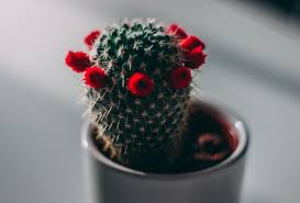 They bring this coffee back for sale in both by the cup and in dried bean form every christmas. Christmas Spotlight On Poinsettias Cacti