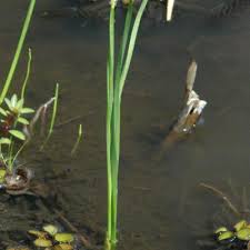 Image result for Eleocharis complanata