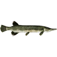 American freshwater alligator gar in the aquarium. Alligator Gar Zerosvalmont Zt2 Download Library Wiki Fandom