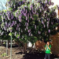 Texas Mountain Laurel Grape Bubblegum Tree Spring Is Definitely Showing In Austin Texas Mountain Laurel Laurel Tree Mountain Laurel