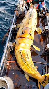 Maria Khan - Giant Fish #reelsviralfb #viralreelsfb... | Facebook