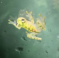 Image result for glass frog