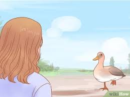 For lone ducklings, the water must be very shallow and ideally set up so that they can't climb into it. How To Take Care Of Ducklings With Pictures Wikihow