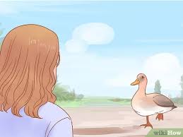 Amatilah gambar berikut dengan teliti! Cara Merawat Anak Bebek Dengan Gambar Wikihow