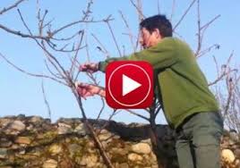 Vous Ne Savez Pas Comment Realiser La Taille Du Figuier Suivez Mes Quelques Conseils De Professionnel Gratuitement Taille Vigne Taille Arbre Fruitier Figuier