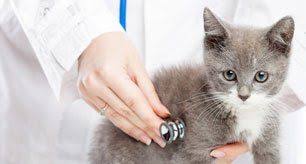 Several boat and pontoon rentals. Buena Vista Pet Clinic Pet Care Hemet Ca