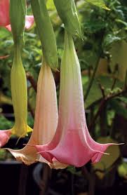 Pin On Planters Delight