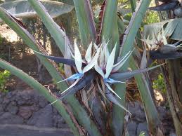Image result for Strelitzia alba