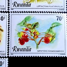 Image result for Leptactina platyphylla