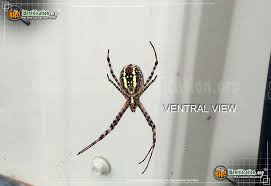 Yellow black and white spider. Black And Yellow Garden Spider Argiope Aurantia