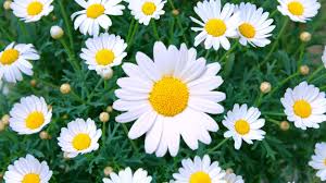 Latin florem, flos), also known as a bloom or blossom, is the reproductive structure found in flowering plants. Daisy Care How To Plant Grow Outdoor Daisy Flowers In A Garden