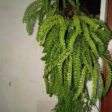 Kamu juga akan merasakan manfaat dari merawat tanaman atau bunga hias gantung. Jual Tanaman Hias Gantung Kumpai Dari Hutan Online April 2021 Blibli