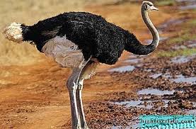 Afrika Devekusu Afrika Devekusu Yasam Tarzi Ve Habitat Kuslar