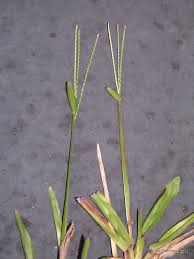 Image result for Axonopus flexuosus