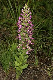 Image result for Brachycorythis buchananii