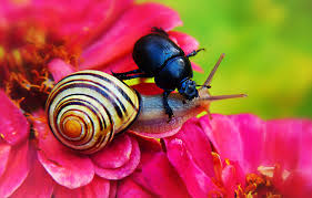 This specific type of beetle is also called the common black ground beetle. Invite An Insect Ground Beetles Blog Embassy Landscape Group