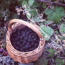 Blackberry Recipes En 2020 Panier De Fruits Cueillette Plantes Sauvages